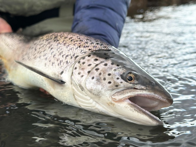 A trout being held at water's edge.